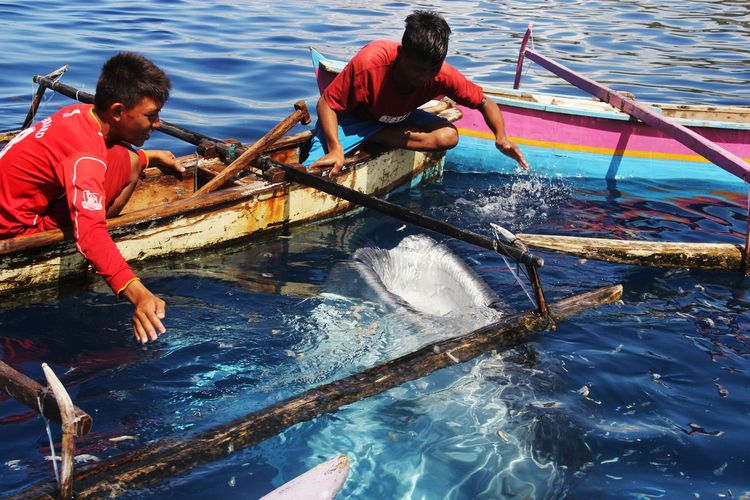 Dua anak nelayan bercanda dengan seekor hiu paus di belakang rumah mereka, Wisata hiu paus ini menjadi favorit wisatawan mancanegara yang berkunjung ke Gorontalo.
