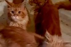 Meninggal di Rumah Sendirian, Mayat Wanita Rusia Dilaporkan Dimakan 20 Kucing Peliharaanya