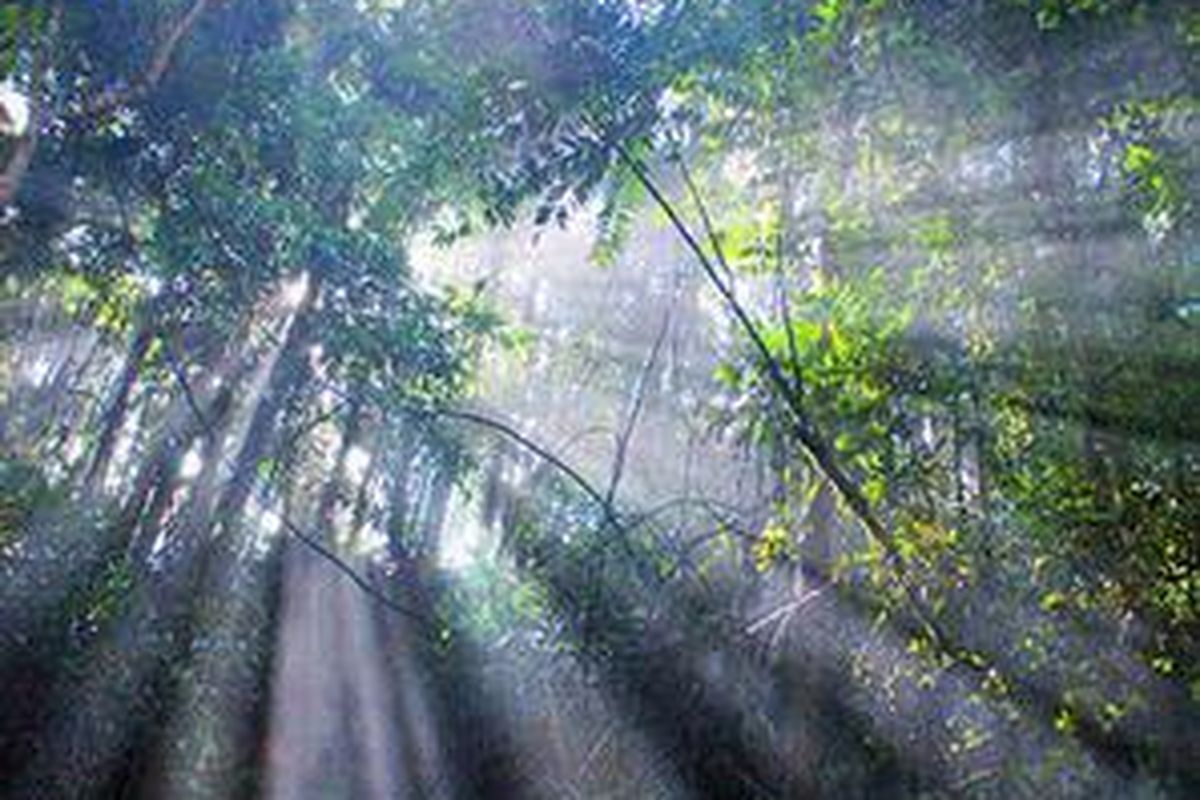 Hutan hujan tropis (tropical rain forest) di Kutai Barat, Kalimantan Timur.