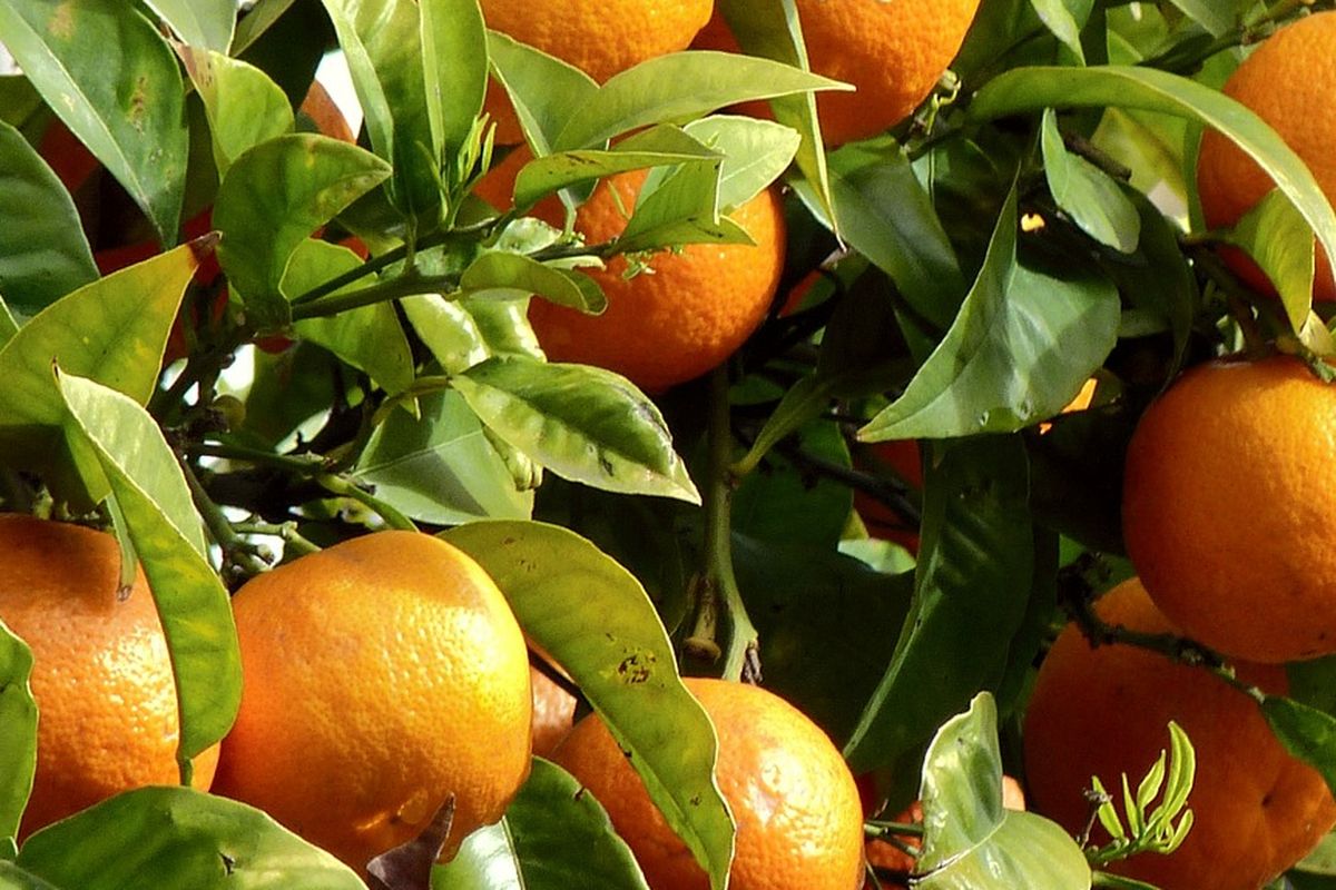 Ilustrasi tanaman buah jeruk, pohon jeruk. 