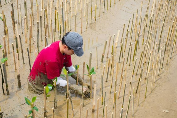 Ribuan mangrove yang ditanam diharapkan akan tumbuh menjadi barisan hijau yang melindungi garis pantai dari gelombang pasang, menyediakan habitat penting bagi fauna pesisir, serta memperkuat potensi wisata bahari di Tangkolak.