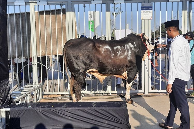 Sapi kurban dari Gubernur DKI Jakarta Anies Baswedan di Jakarta International Stadium, Jakarta Utara, Minggu (10/7/2022).  Dinas Ketahanan Pangan, Kelautan, dan Pertanian (KPKP) DKI Jakarta menyebutkan, ada sekitar 58.010 ekor ternak yang masuk ke Ibu Kota pada Hari Raya Idul Adha 1443 Hijriah.