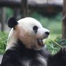Perayaan 3 Tahun Panda di Taman Safari Bogor, Ada Edukasi Soal Panda