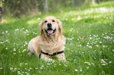 9 Rekomendasi Ras Anjing Terbaik yang Bisa Bantu Atasi Kecemasan