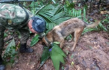 Lebih dari 100 tentara dengan anjing pelacak mengikuti jejak empat anak hilang di Amazon Kolombia setelah kecelakaan pesawat kecil yang menewaskan tiga orang dewasa, kata militer pada Rabu (17/5/2023). 