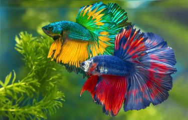 4 Manfaat Filter untuk Akuarium Ikan Cupang Halaman all - Kompas.com