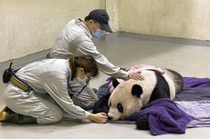 Panda Raksasa yang Diberikan ke Taiwan oleh China Mati Setelah Menderita Kejang
