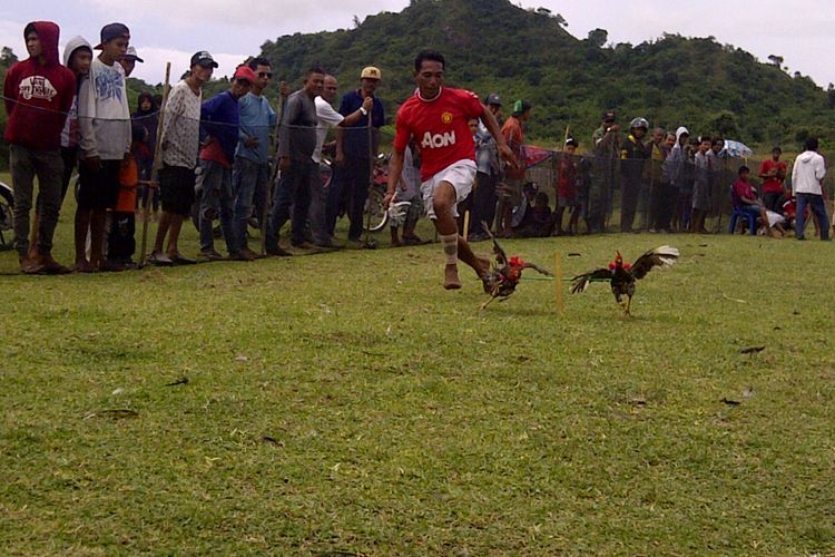 Warga sumbawa barat saat mengarahkan ayam barapannya agar mengenai  daun lontar yang dipasang ditengah garis finis.