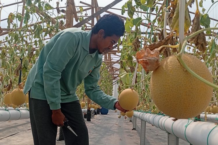 Sulap Lahan Tak Produktif Jadi Kebun Melon, Petani di Madiun Kebanjiran Order
