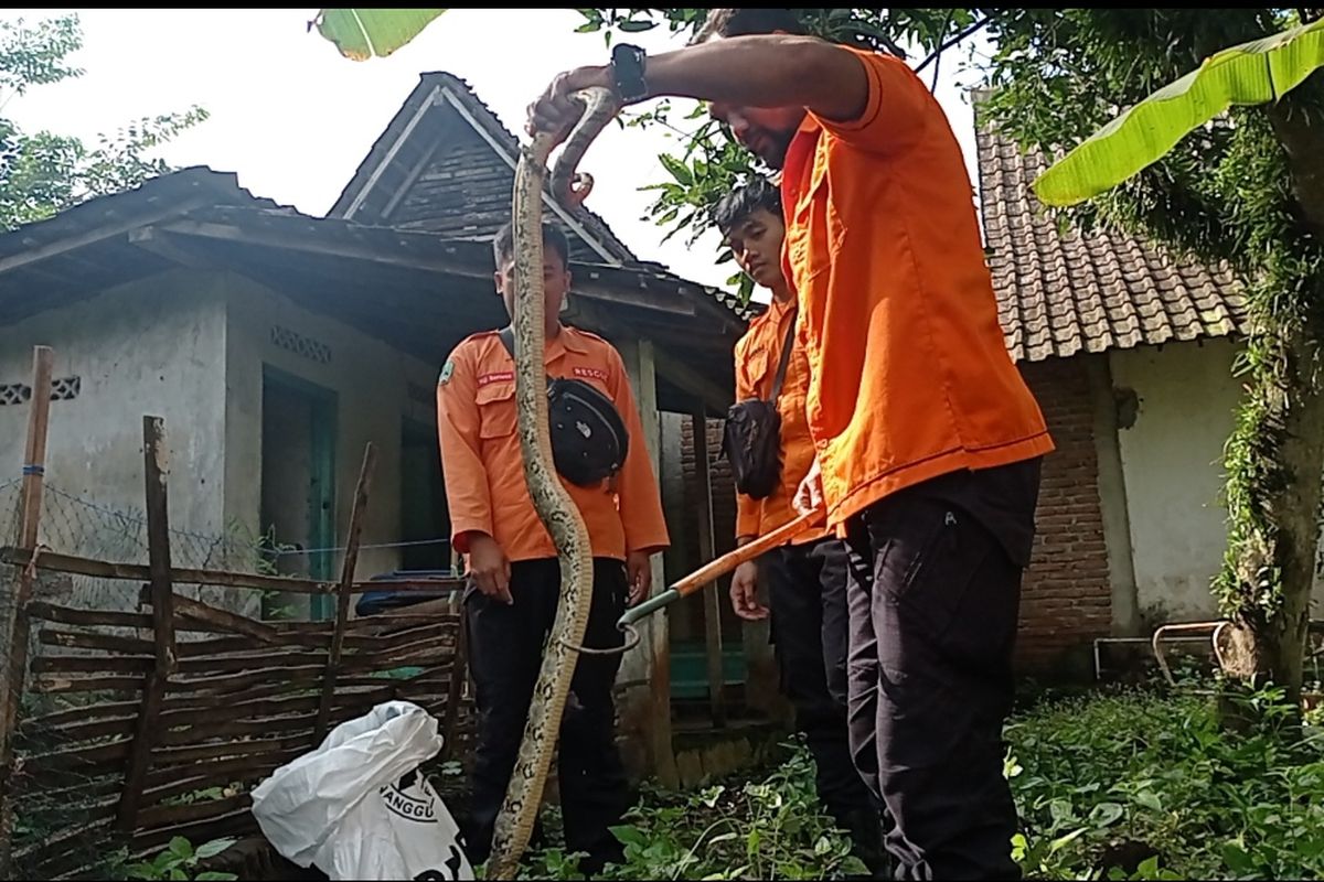2023 Nyangkut di Jaring Pagar Warga, Ular Phyton Dievakuasi BPBD Magetan.