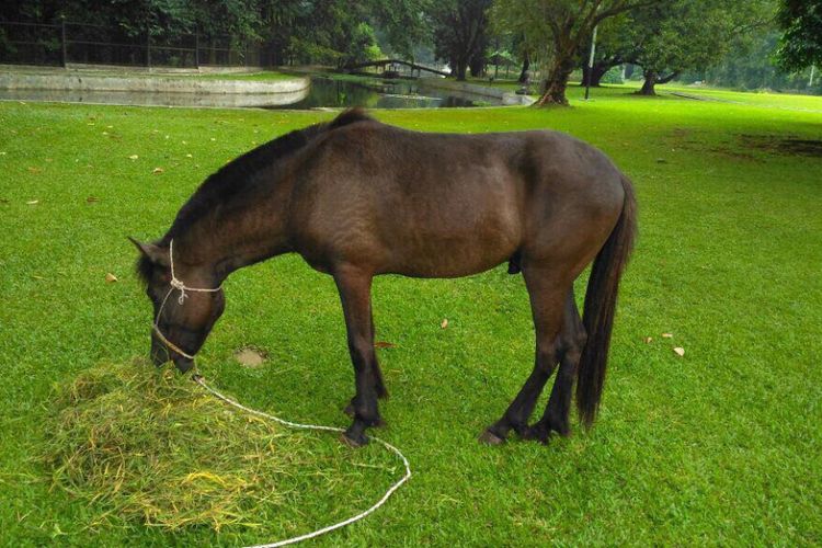 Kuda jenis Sandalwood pemberian warga Sumba Barat Daya, NTT, kepada Presiden Joko Widodo, dirawat di Istana Kepresidenan Bogor. Kuda tersebut telah dilaporkan Jokowi ke Direktorat Gratifikasi KPK.