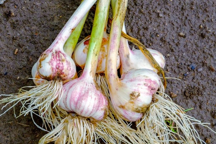 Ilustrasi menanam bawang putih.