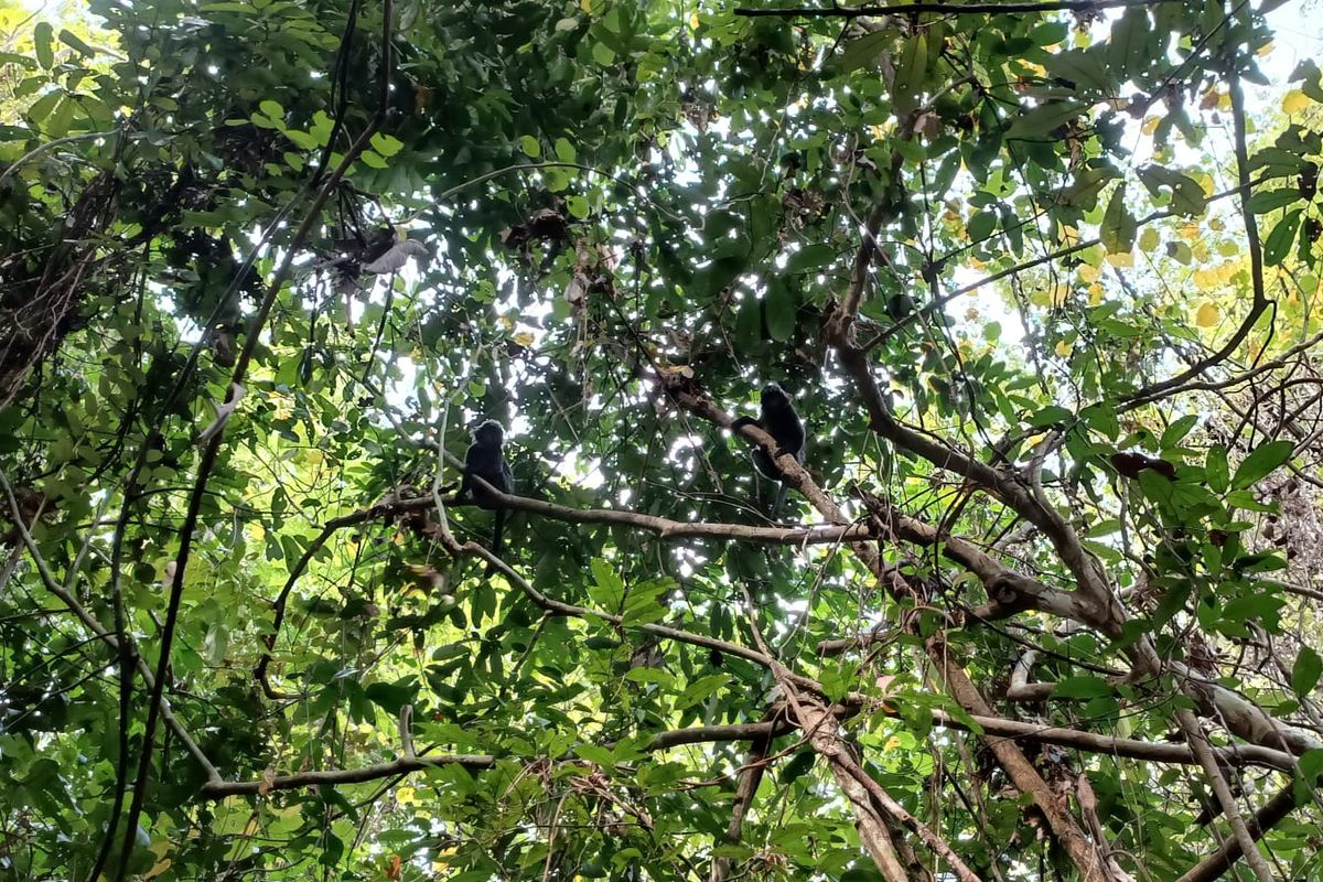 Lutung Jawa saat baru saja dilepasliarkan oleh Balai Besar Konservasi Sumber Daya Alam (BBKSDA) Jawa Timur dan kami (Aspinall Foundation) di kawasan hutan lindung petak 100 H Perhutani KPH Malang, Sabtu (19/9/2022).