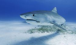 Laut Asam Melemahkan Gigi Hiu, Ancaman Baru bagi Predator Puncak