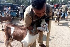 342 Hewan Kurban di Kabupaten Blitar Terjangkit Cacing Hati