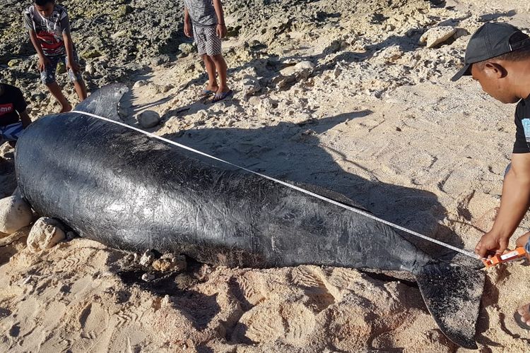 A dead pilot whale gets measured after it is beached in East Nusa Tenggara [NTT] province