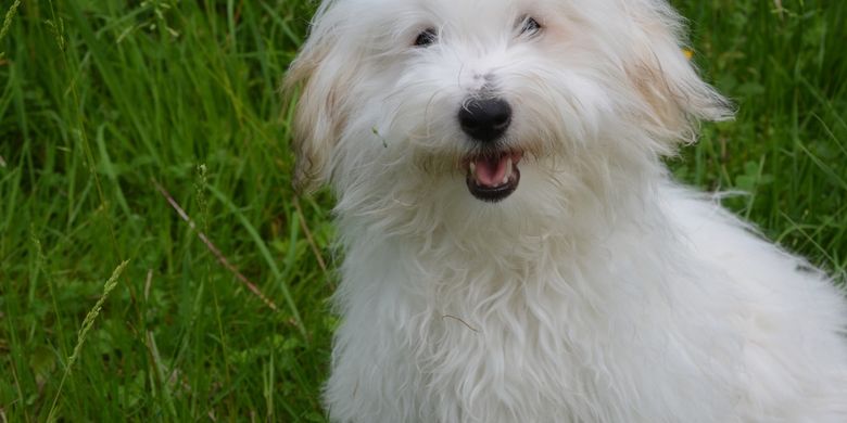 Alasan Anjing Suka Mengejar Ekornya Sendiri