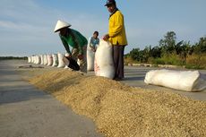 Gandeng Mandiri, Pupuk Indonesia Serap 4.000 Ton Gabah Petani Karawang