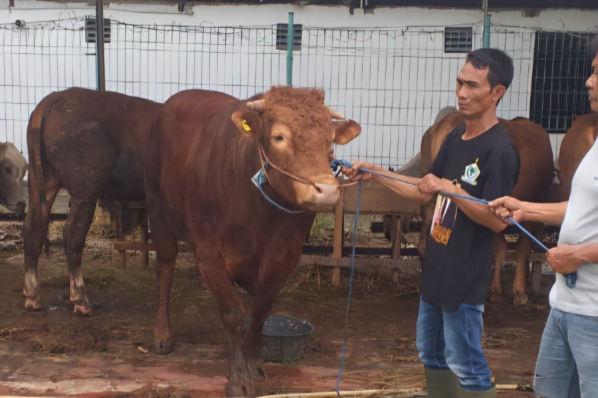 Wakil Presiden RI terpilih Gibran Rakabuming Raka menyumbangkan seekor sapi limosin dengan berat 500 kilogram untuk dikurbankan di Masjid Agung Al-Azhar, Jakarta Selatan 