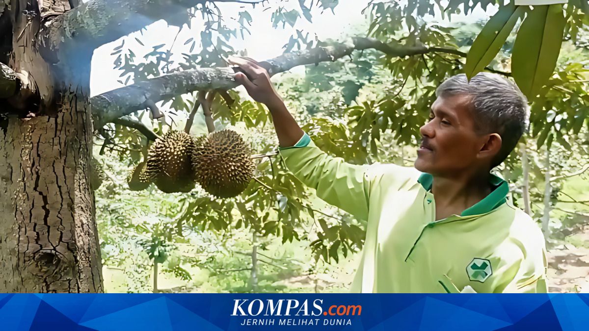 Sambung Pucuk Hasilkan Durian Berkualitas, Plangkrongan Magetan Menuju Desa Agropolitan
