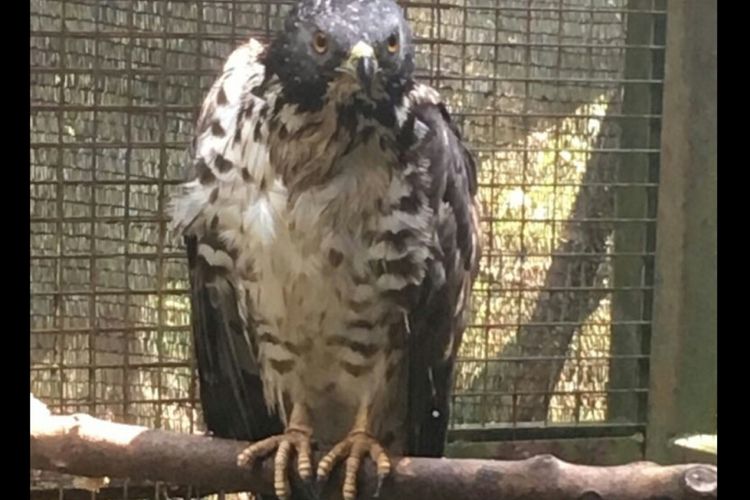 Sikep madu merupakan elang pemburu yang bermigrasi. Burung ini hinggap di pekarangan rumah warga di Kokap, Kulon Progo, dalam keadaan lemas. Warga menyelamatkannya dan menyerahkan ke lembaga konservasi dan penyelamatan satwa. Kini burung itu berada dalam kandang karantina, seperti dalam foto ini.