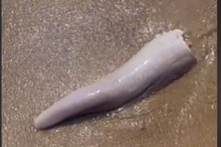 Tangkapan layar bagian tubuh makhluk laut diduga penis paus