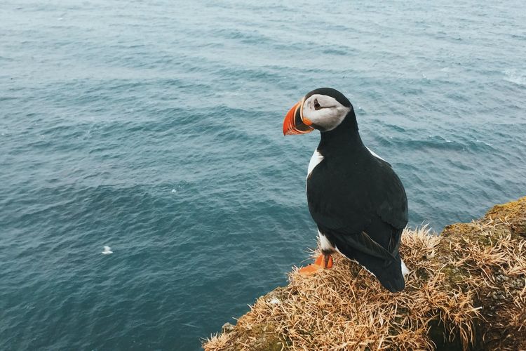 Burung puffin yang banyak terdapat di Islandia.