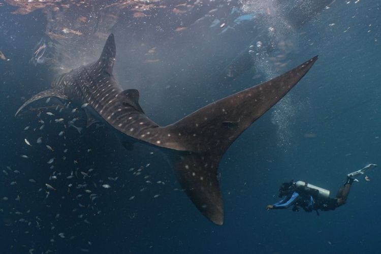 PIS dan Konservasi Indonesia melakukan penandaan terhadap Hiu Paus di perairan Derawan, Kalimantan Timur.