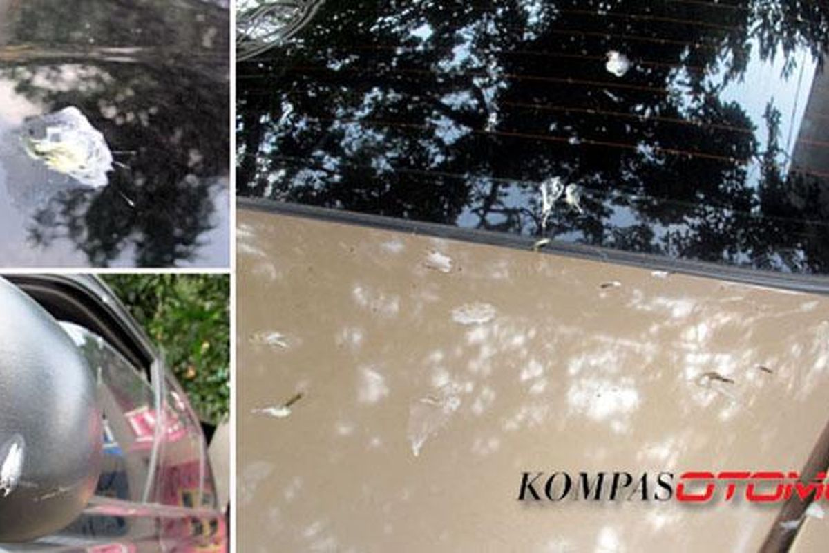 Kotoran burung sangat berbahaya untuk cat mobil jika dibiarkan mengering. 