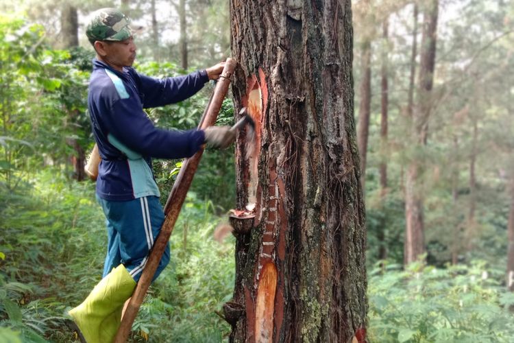 Koiman saat menyadap getah pinus di hutan Desa Tenogo, Kecamatan Paninggaran , Kabupaten Pekalongan, Jateng, Rabu (12/6/2019)