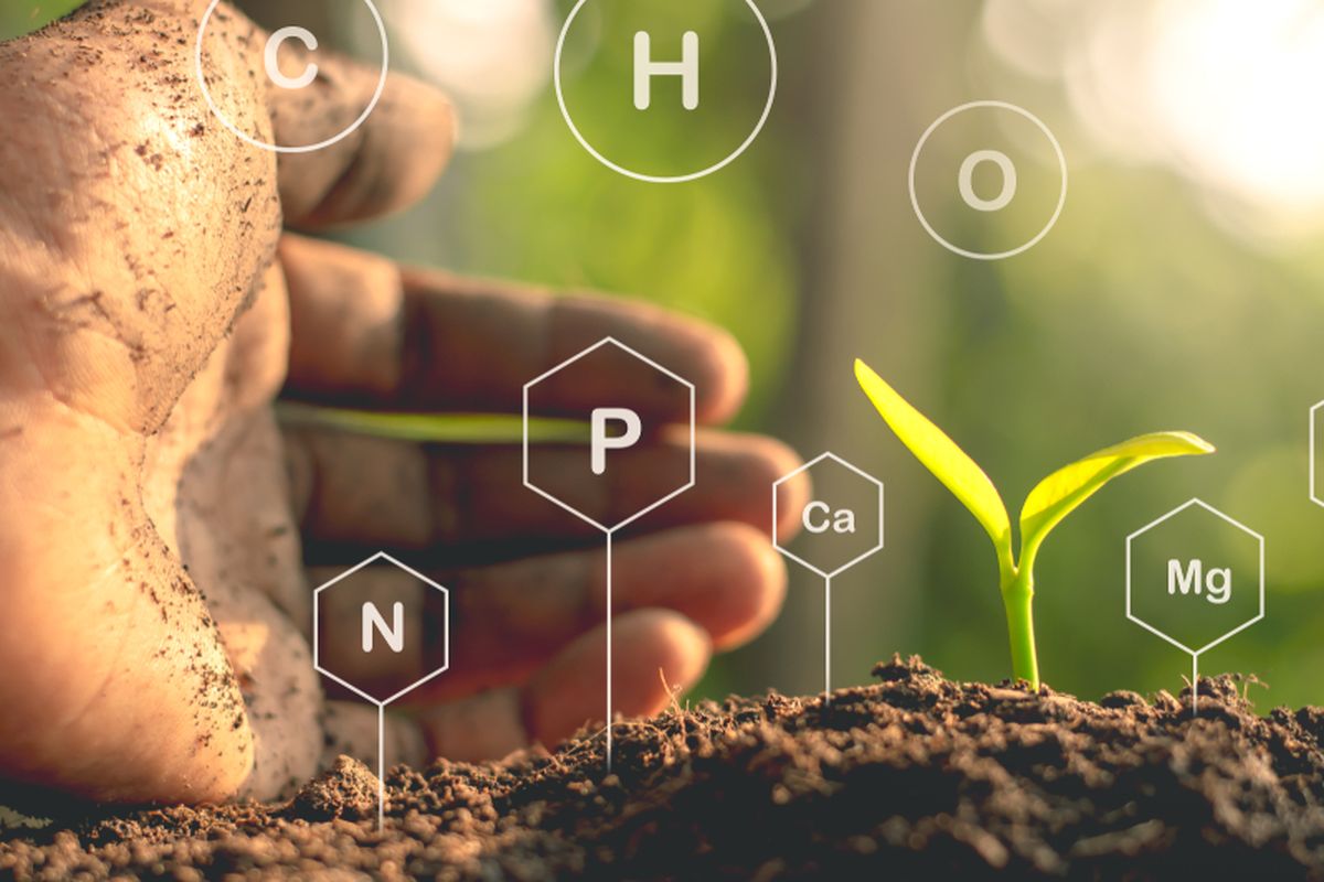 Ilustrasi nutrisi-nutrisi penting yang dibutuhkan tanaman, salah satunya adalah nitrogen. 