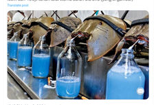 Darah Biru Kepiting Tapal Kuda Dihargai Rp 200 Juta Per Liter, Apa Manfaatnya?