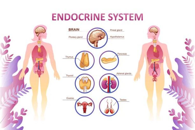 Ilustrasi macam-macam kelenjar endokrin.
