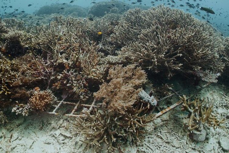 Keberhasilan terumbu karang juga sangat dipengaruhi oleh baiknya kualitas perairan, seperti rak besi ini yang ditenggelamkan tahun 2018 dan sudah hampir seluruhnya ditutupi karang sehat. Desa Sawandarek, Pulau Mansuar, Raja Ampat