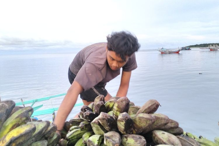 Warga Pulau Enggano menyusun pisang di atas kapal. Beratnya kondisi ekonomi di pulau akibat pendangkalan Pelabuhan Pulau Baai memaksa warga menyewa kapal secara patungan untuk mengirim hasil bumi ke luar pulau. (POTO: AMAN Bengkulu).