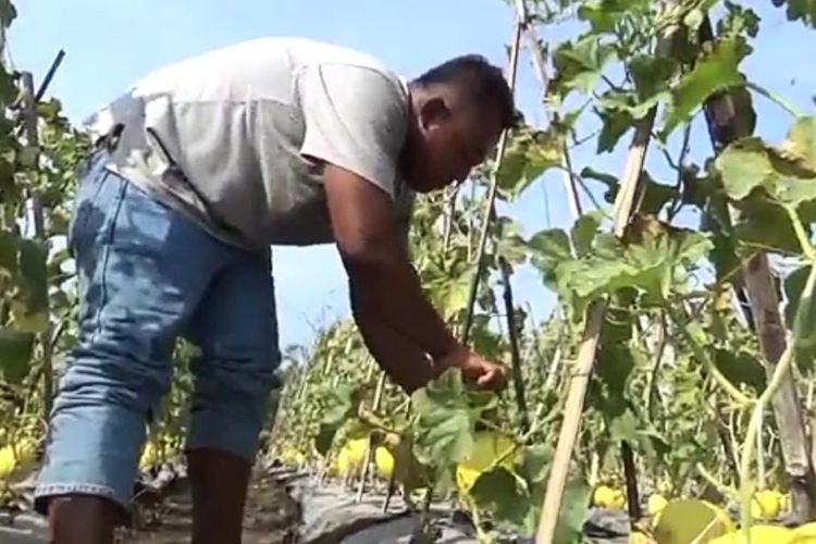 PANEN—Eko Bangun Rahino memanen melon emas di lahan sawanya di Desa Mruwak, Kecamatan Dagangan, Kabupaten Madiun, Jawa Timur.