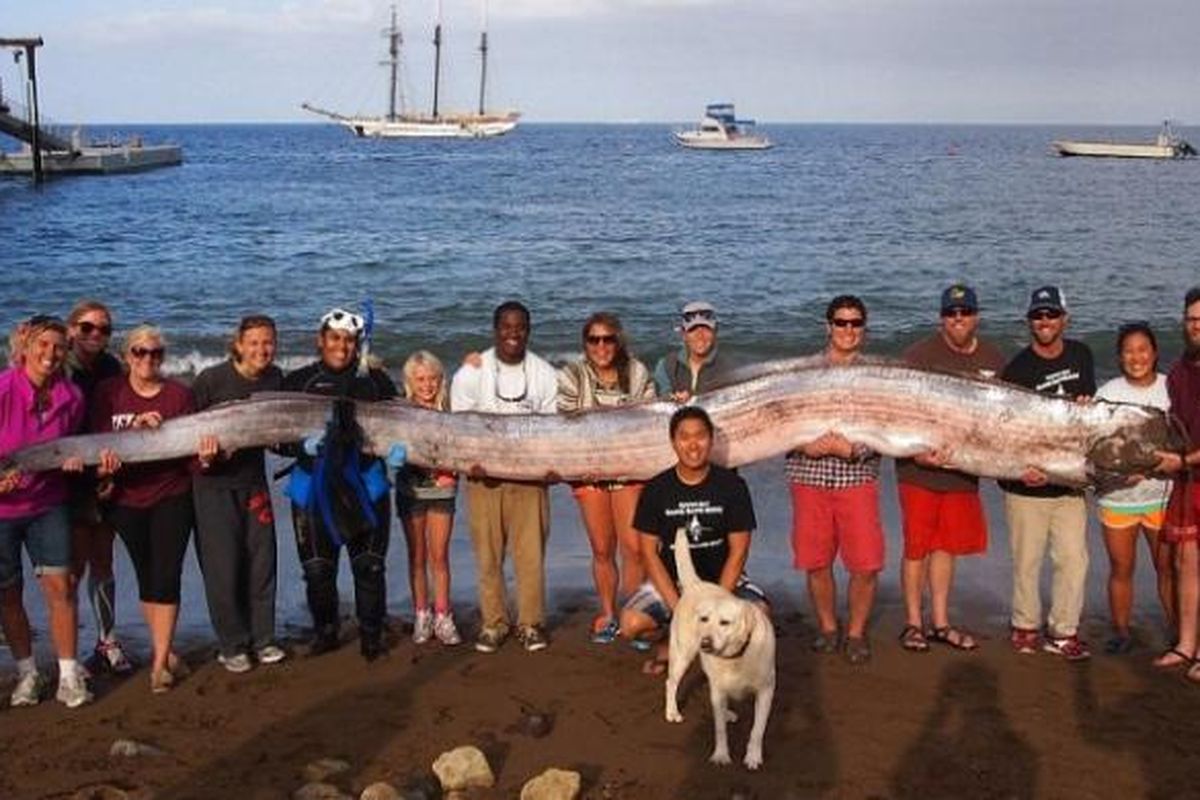 Warga Santa Catalina, California memamerkan oarfish raksasa yang mereka temukan. Ikan ini biasa hidup di kedalaman sekitar 900 meter dan bisa tumbuh hingga mencapai panjang lebih dari 15 meter dengan berat sekitar 300 kilogram.