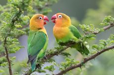 5 Sayuran Segar yang Cocok untuk Lovebird