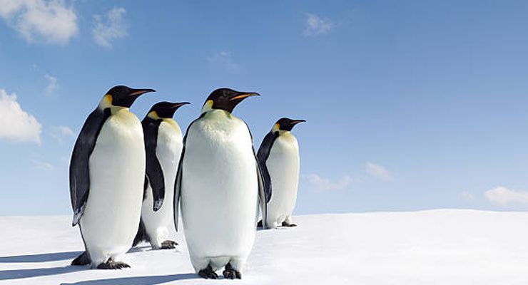 12 Fakta Menarik Penguin, Burung Asal Kutub yang Setia