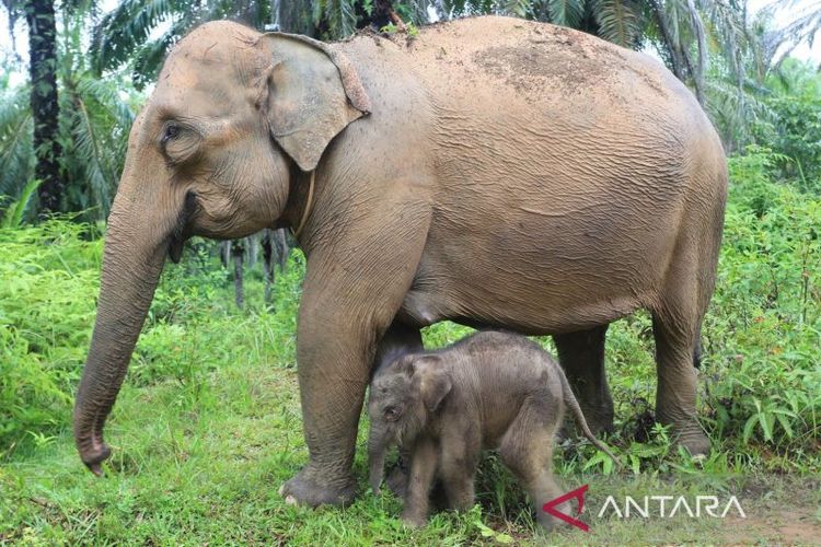 Seekor bayi gajah sumatra berada di dekat kaki induknya di kawasan Conservation Response Unit (CRU) Desa Alue Kuyun, Woyla Timur, Aceh Barat, Aceh, Sabtu (23/9/2023). Bayi gajah betina yang lahir pada Rabu (20/9/2023) dengan berat 84 kg tersebut merupakan anak kedua hasil perkawinan induk gajah jinak bernama Suci (34) dengan gajah liar di kawasan itu. 