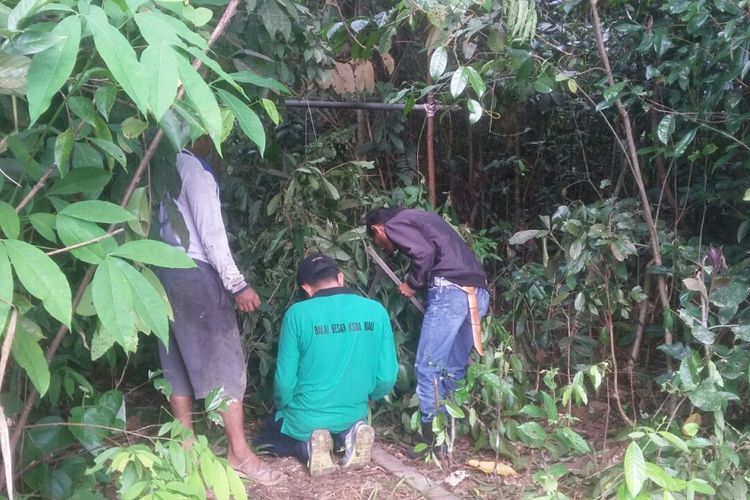 Tim gabungan memasang perangkap untuk menangkap beruang di kabupaten kampar riau