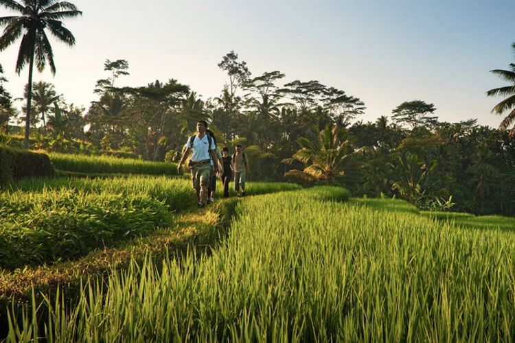 Rice Field Walk