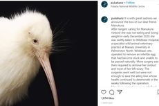 Super Langka di Dunia, Manukura Si Burung Kiwi Putih Kini Telah Tiada