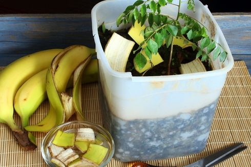 Cara Membuat dan Mengaplikasikan Pupuk Organik dari Kulit Pisang