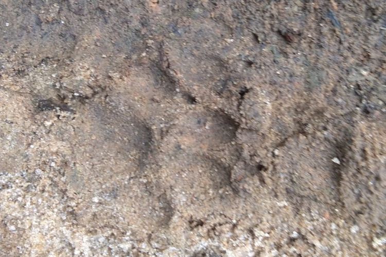 Jejak harimau berukuran lebar 4-6 cm dan panjang 8-10 cm di kebun sawit di Kecamatan Kuala Beringin, Labuhan Batu Utara mengejutkan warga.