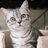 Merawat Kucing yang Mengalami Infeksi Telinga