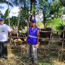 Konsisten Berdayakan Peternak Sapi, Human Initiative Torehkan Jejak Manis di NTT
