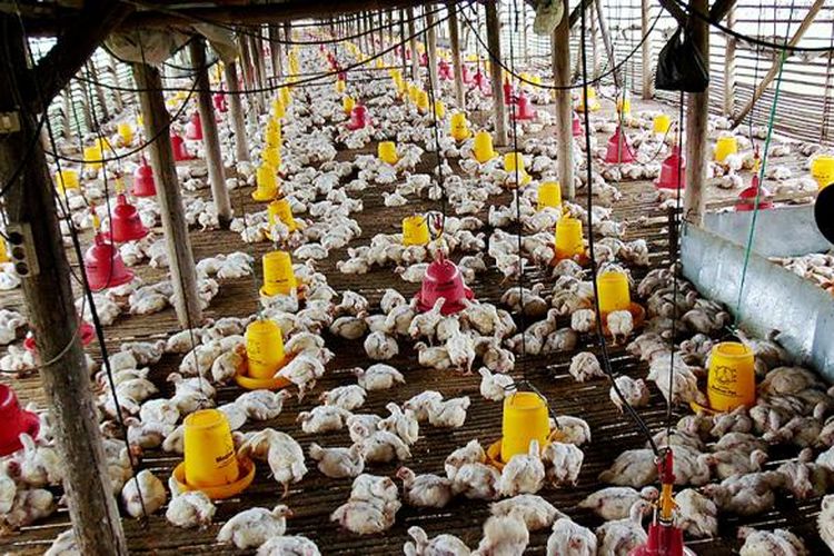 Produksi Ayam Ras 2018 Nasional Surplus Halaman All Kompas Com