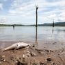 Ribuan Ikan Mati di Sungai Mertam, Bengkulu Selatan, Diduga Tercemar Limbah Pabrik