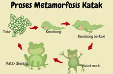 Proses Metamorfosis Katak